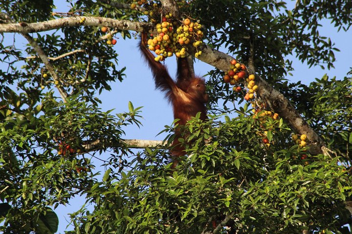 Borneo Wildlife Tour 3 Days 2 Nights At Tanjung Bulat Jungle Camp Kinabatangan