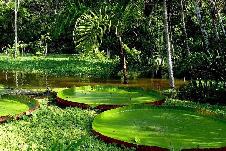 4-Day Amazon Jungle Tour at Eco Amazonia Lodge