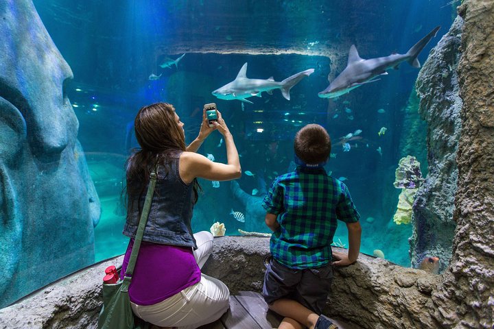 SEA LIFE Kansas City Aquarium Admission Ticket