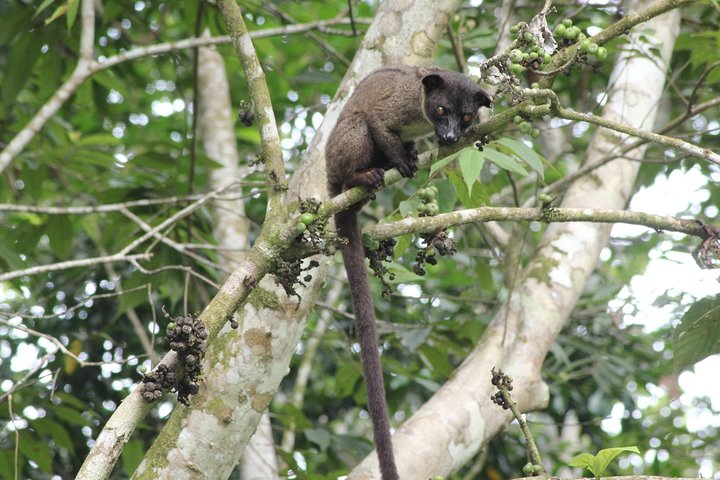 Borneo Wildlife Tour 2 Days 1 Night At Tanjung Bulat Jungle Camp Kinabatangan
