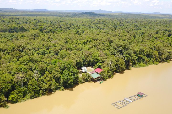 Borneo Wildlife Tour 2 Days 1 Night At Tanjung Bulat Jungle Camp Kinabatangan