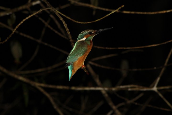 Borneo Wildlife Tour 2 Days 1 Night At Tanjung Bulat Jungle Camp Kinabatangan