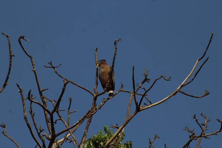 Borneo Wildlife Tour 2 Days 1 Night At Tanjung Bulat Jungle Camp Kinabatangan