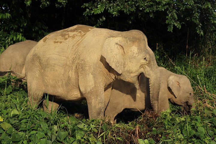 Borneo Wildlife Tour 2 Days 1 Night At Tanjung Bulat Jungle Camp Kinabatangan