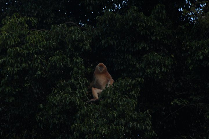 Borneo Wildlife Tour 2 Days 1 Night At Tanjung Bulat Jungle Camp Kinabatangan
