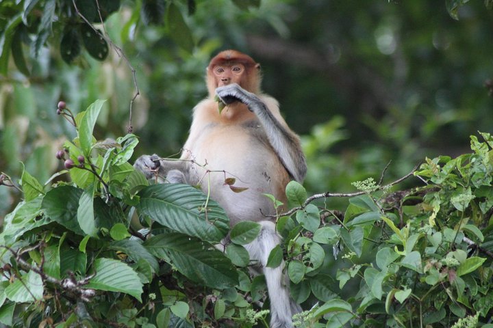 Borneo Wildlife Tour 2 Days 1 Night At Tanjung Bulat Jungle Camp Kinabatangan