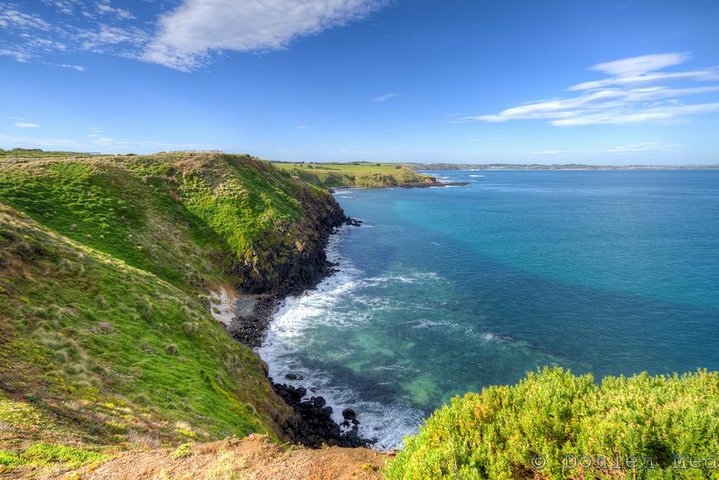 Phillip Island Penguin and Koala Highlights Day-Trip from Melbourne