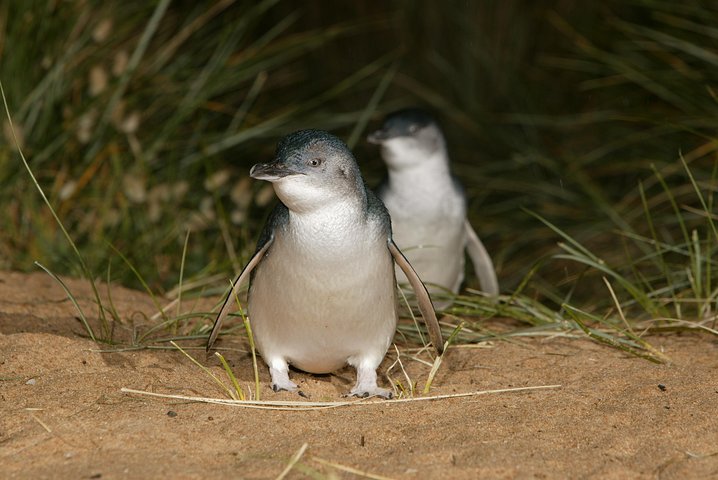 Phillip Island Penguin and Koala Highlights Day-Trip from Melbourne