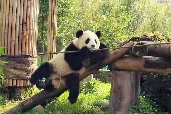 All Inclusive Wolong or Dujiangyan Panda Base Volunteering