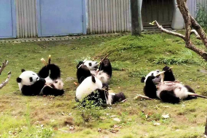 All Inclusive Wolong or Dujiangyan Panda Base Volunteering