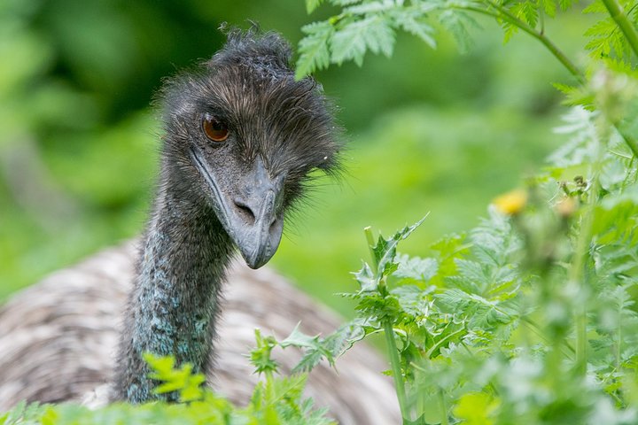 Small-Group Grampians Great Wildlife Escape Day Trip with Hiking