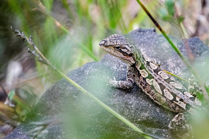 Small-Group Grampians Great Wildlife Escape Day Trip with Hiking
