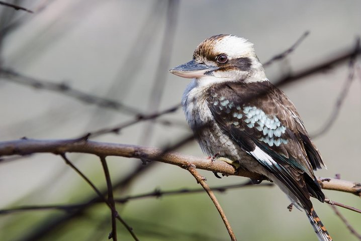 Small-Group Grampians Great Wildlife Escape Day Trip with Hiking