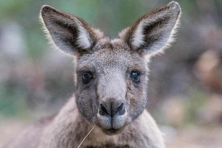 Small-Group Grampians Great Wildlife Escape Day Trip with Hiking