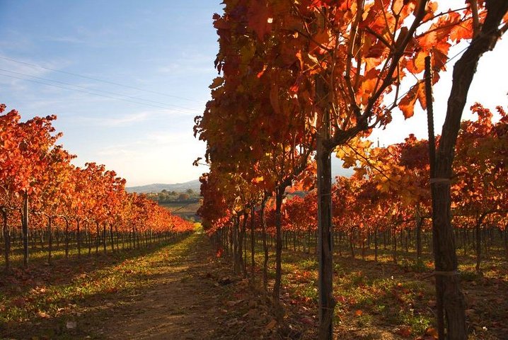 Montefalco: Winery and Oil Mill Tour in with Light Lunch