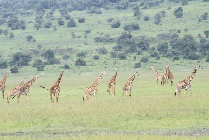 2 Days Akagera Wildlife Safari( pick up and drop off)