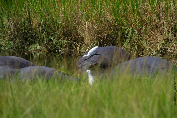 2 Days Akagera Wildlife Safari( pick up and drop off)