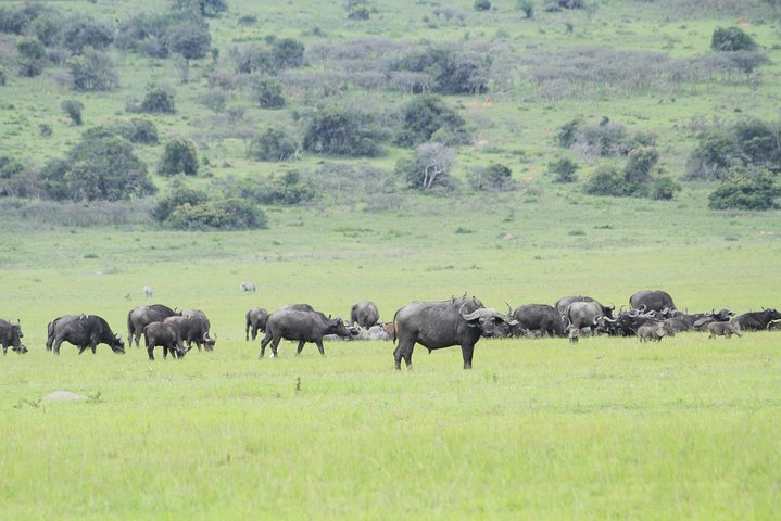 2 Days Akagera Wildlife Safari( pick up and drop off)
