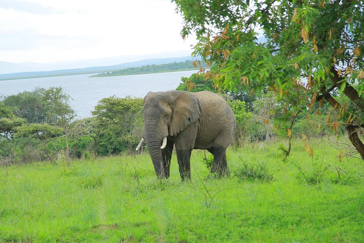2 Days Akagera Wildlife Safari( pick up and drop off)