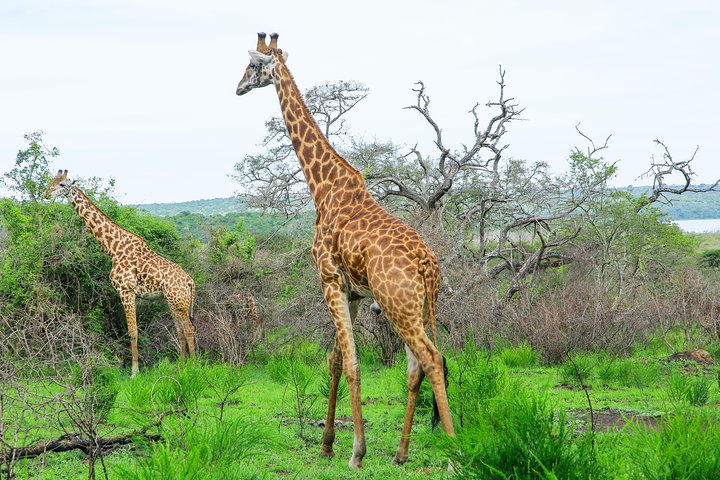 2 Days Akagera Wildlife Safari( pick up and drop off)