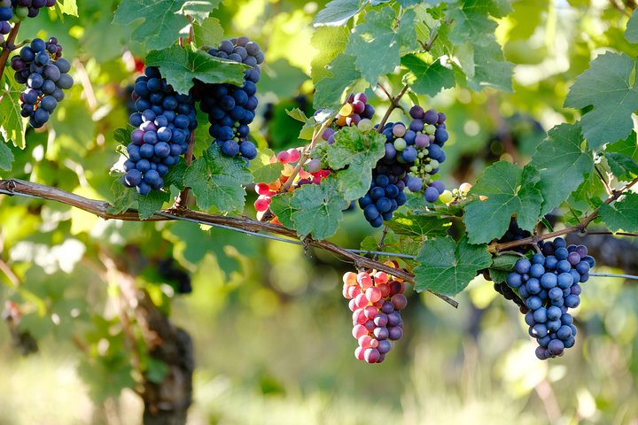 Napa and Sonoma Wine Country Full-Day Tour from San Francisco