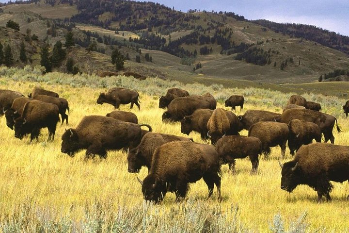 Private Yellowstone National Park Tour (Upper Loop)