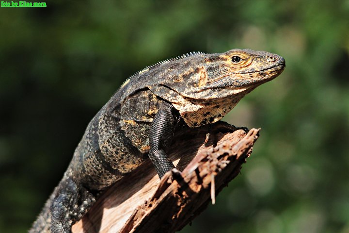 Manuel Antonio National Park Guided Tour with ticket option