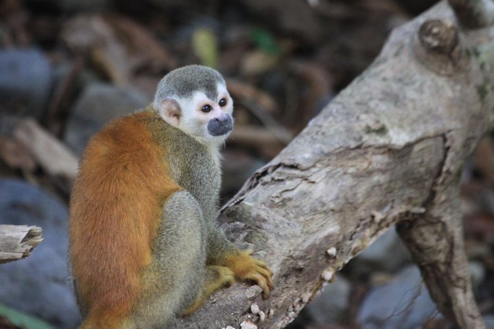 Manuel Antonio National Park Guided Tour with ticket option