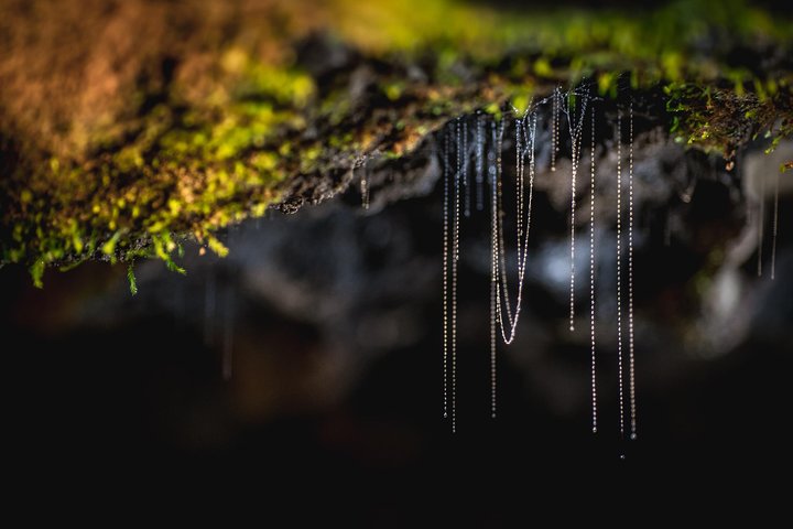Te Anau Glow Worm Caves Tour