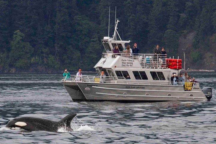 Whale Watching Tour from Anacortes