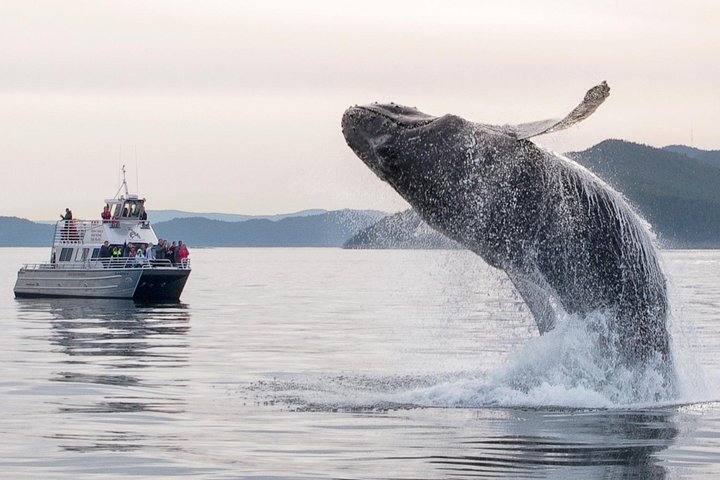 Whale Watching Tour from Anacortes