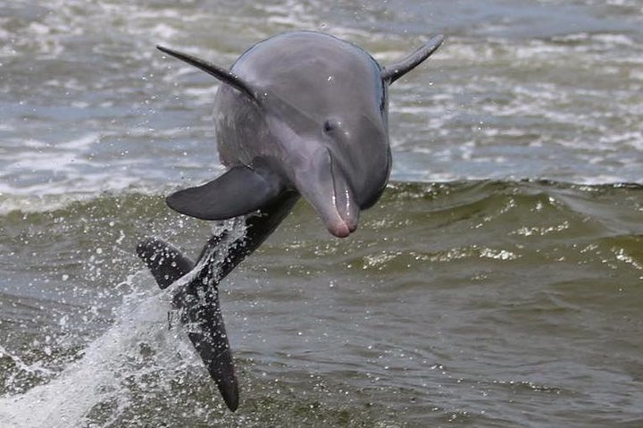 Alabama Gulf Coast Dolphin Cruise