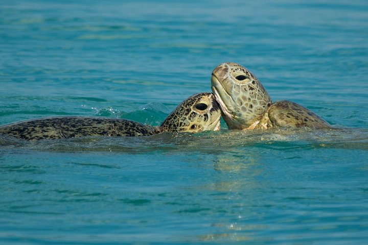 Turtle Discovery & Great Sandy Marine Park Adventure