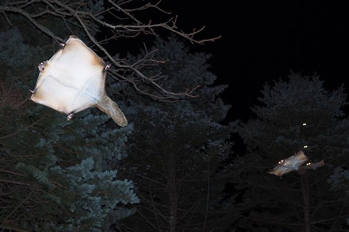 Wild Japanese Flying Squirrel Watching Tour in Nagano