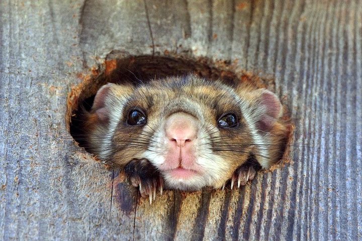 Wild Japanese Flying Squirrel Watching Tour in Nagano