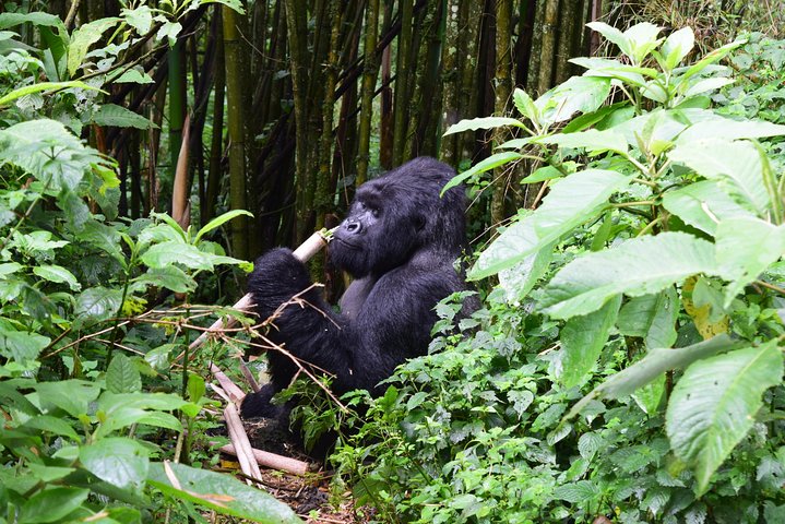 Lowland Gorilla trekking in Kahuzi-Biega National Park