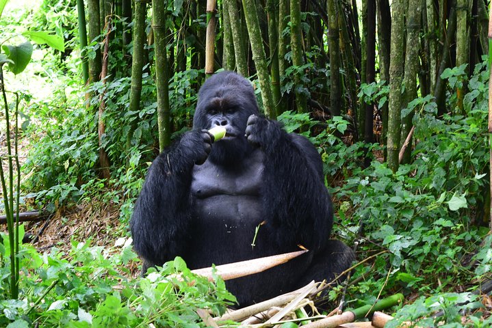 Lowland Gorilla trekking in Kahuzi-Biega National Park