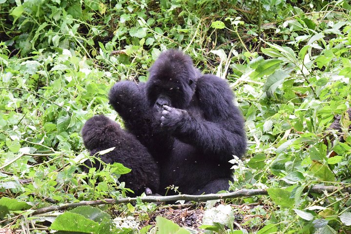 Lowland Gorilla trekking in Kahuzi-Biega National Park