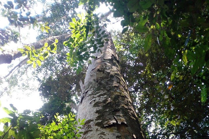 Sinharaja Rainforest Tour - Hotel Pick-up and Transfers Including