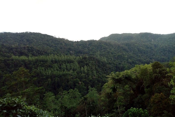 Sinharaja Rainforest Tour - Hotel Pick-up and Transfers Including