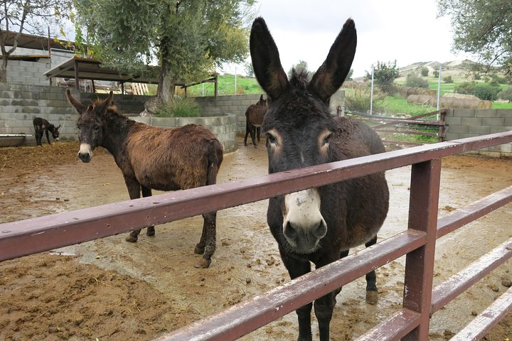 Troodos Mountains Villages: All Inclusive Food & Wine Day Tour