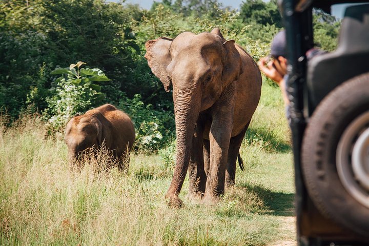 Leopard Safari Tour in Yala National Park