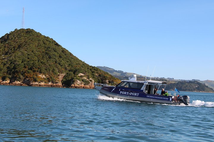 Albatross, seals, and sea birds-Wildlife Cruise