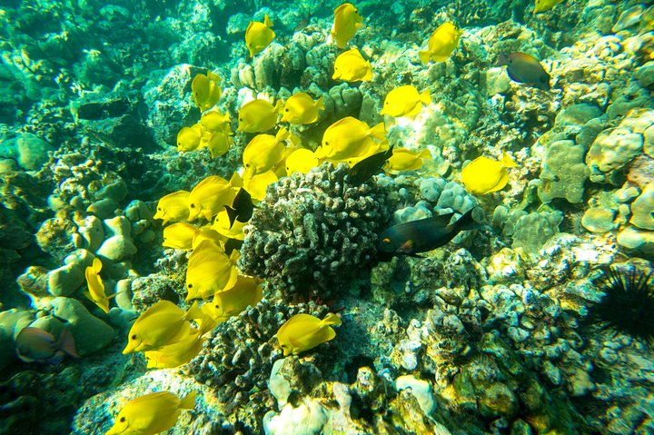 Big Island: Captain Cook Snorkel On A Power Catamaran With Lunch