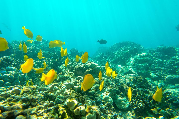 Big Island: Captain Cook Snorkel On A Power Catamaran With Lunch