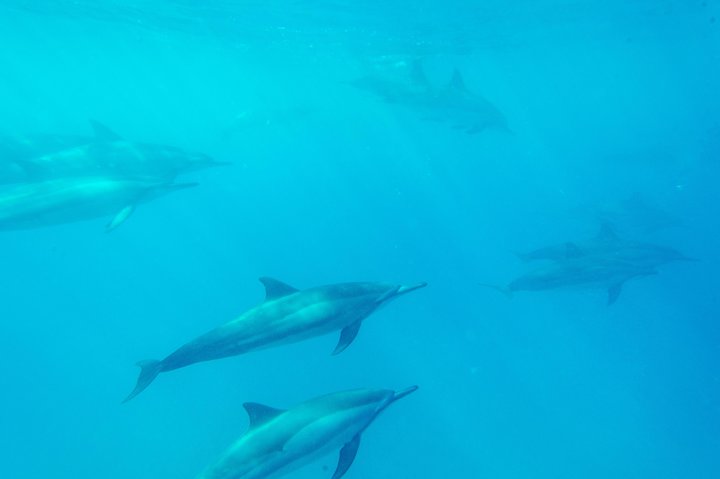 Big Island: Captain Cook Snorkel On A Power Catamaran With Lunch