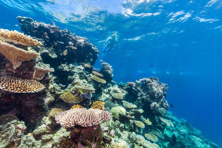 Great Barrier Reef Snorkeling and Diving Cruise from Cairns