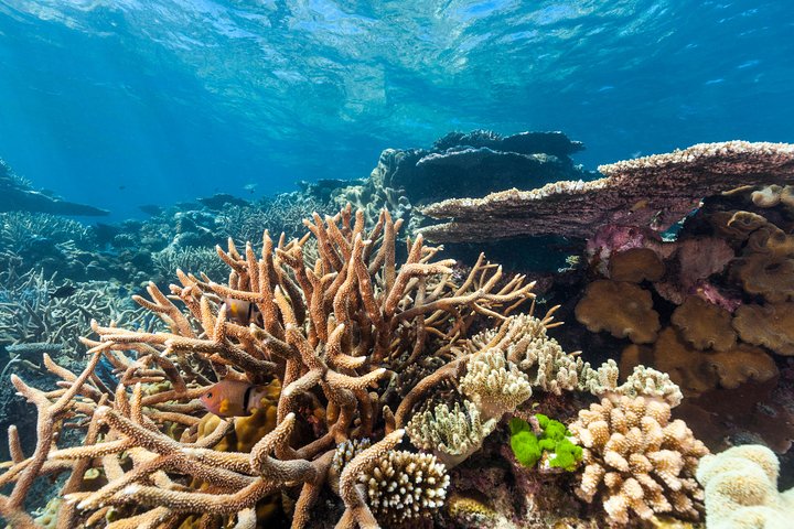 Great Barrier Reef Snorkeling and Diving Cruise from Cairns