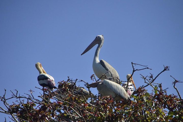 Wild life tour in Chennai with guide and private car
