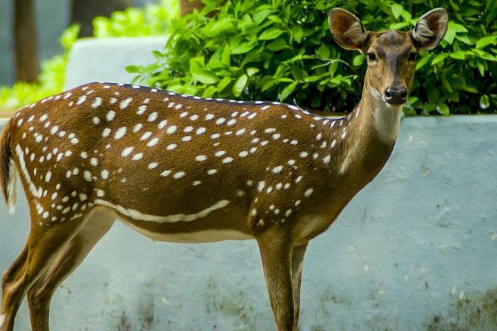 Wild life tour in Chennai with guide and private car